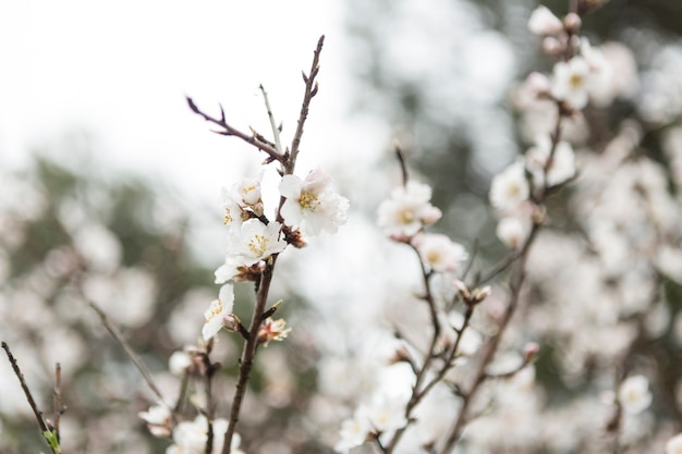 Primer plano de ramitas bonitas con flores del almendro