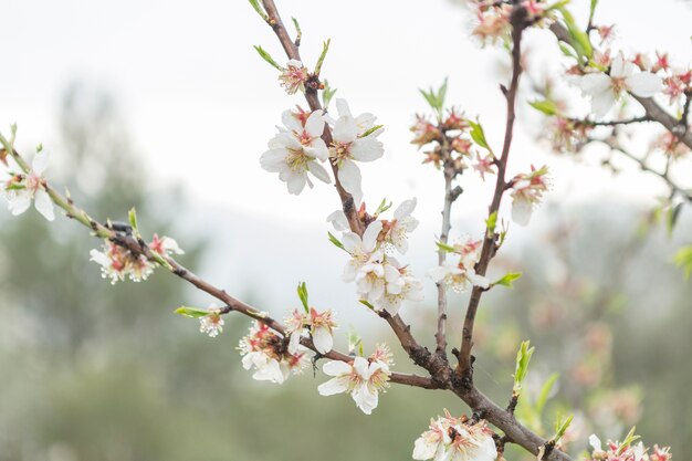 Primer plano de ramitas en flor y el cielo de fondo