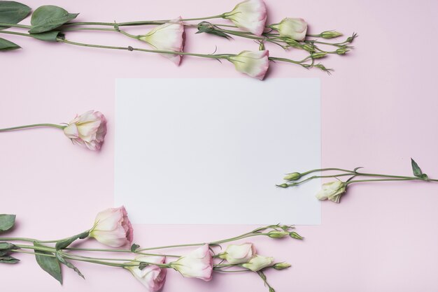 Primer plano de ramitas de flores de eustoma sobre papel blanco sobre fondo rosa