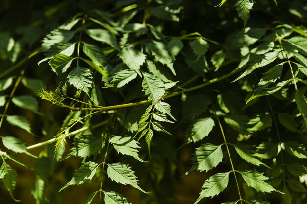 Primer plano de ramitas verdes