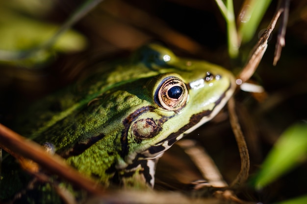 Primer plano de una rana arborícola ladrando con una mirada intensa