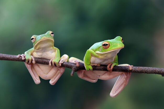 Foto gratuita primer plano de la rana arborícola litoria infrafrenata en la rama