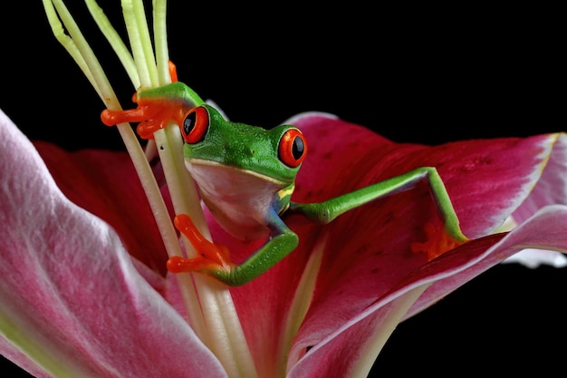 Primer plano de la rana arborícola de ojos rojos en flor rosa