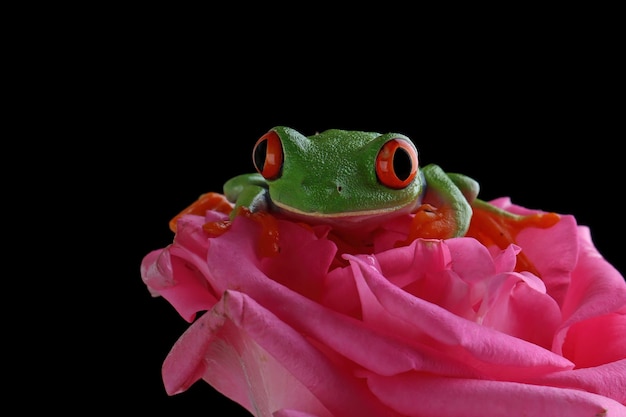 Foto gratuita primer plano de la rana arborícola de ojos rojos en flor rosa