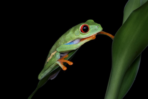 Primer plano de la rana arborícola de ojos rojos en hojas verdes Primer plano de la rana arborícola de ojos rojos Agalychnis callidryas en hojas verdes