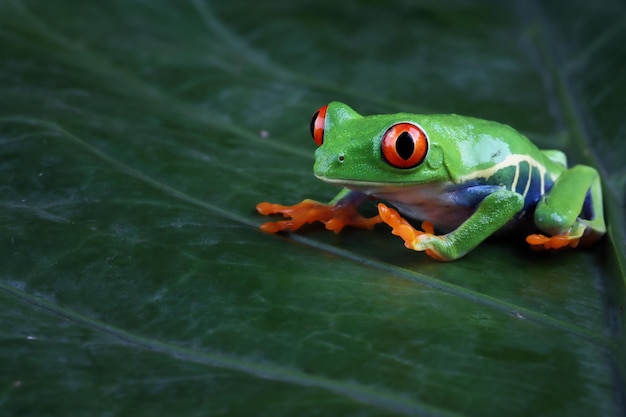 Primer plano de la rana arborícola de ojos rojos en hojas verdes Primer plano de la rana arborícola de ojos rojos Agalychnis callidryas en hojas verdes