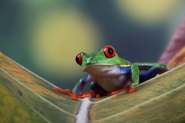 Primer plano de la rana arborícola de ojos rojos en hojas verdes Primer plano de la rana arborícola de ojos rojos Agalychnis callidryas en hojas verdes