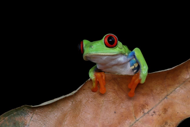 Foto gratuita primer plano de la rana arborícola de ojos rojos en hojas verdes primer plano de la rana arborícola de ojos rojos agalychnis callidryas en hojas verdes