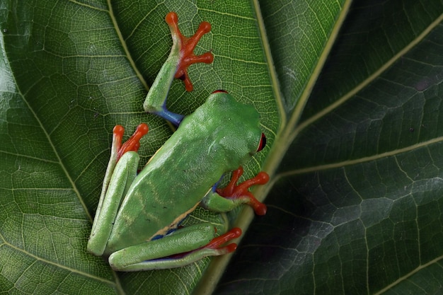 Primer plano de la rana arborícola de ojos rojos en hojas verdes Primer plano de la rana arborícola de ojos rojos Agalychnis callidryas en hojas verdes