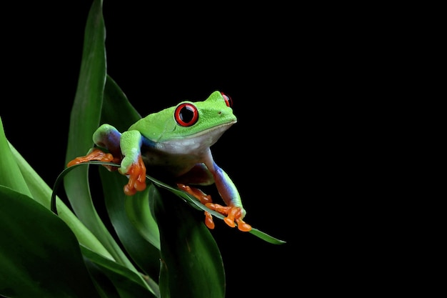 Primer plano de la rana arborícola de ojos rojos en hojas verdes Primer plano de la rana arborícola de ojos rojos Agalychnis callidryas en una rama