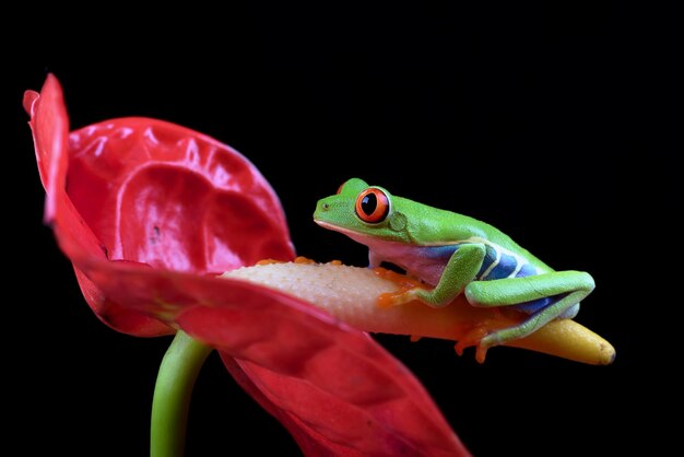 Primer plano de la rana arborícola de ojos rojos en hojas verdes Primer plano de la rana arborícola de ojos rojos Agalychnis callidryas en una rama