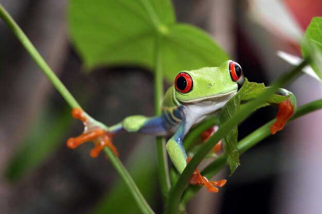 Primer plano de la rana arborícola de ojos rojos en hojas verdes