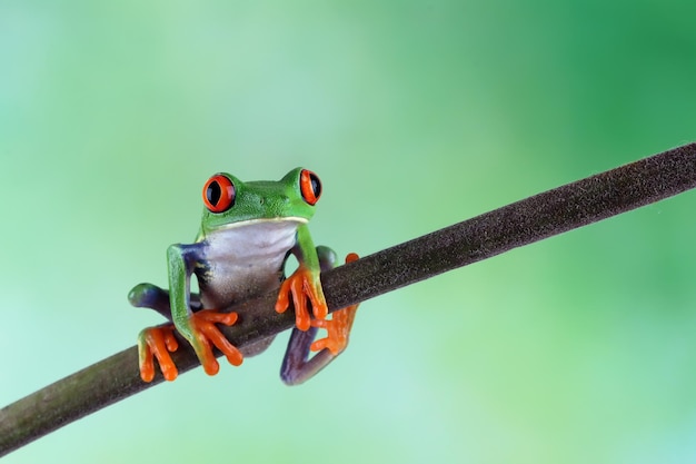 Foto gratuita primer plano de la rana arborícola redeyed en hojas verdes rana arborícola redeyed agalychnis callidryas primer plano en la rama