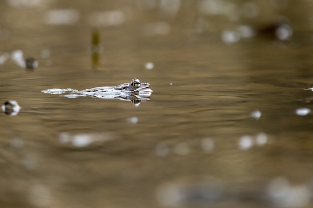 Primer plano de una rana nadando en el estanque