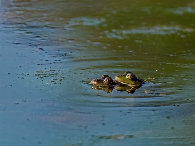 Primer plano de la rana de pantano Pelophylax ridibundus en el lago en Europa