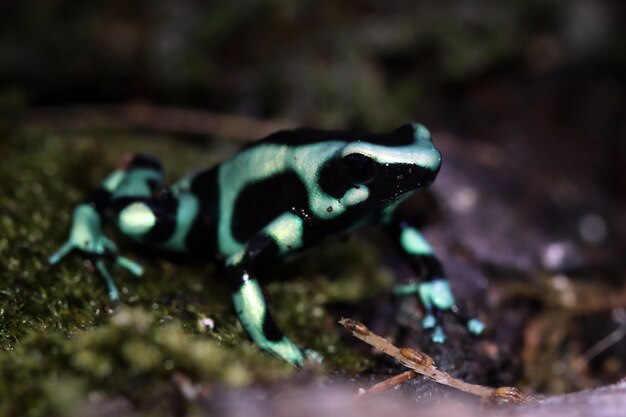 Primer plano de rana verde Dendrobates auratus