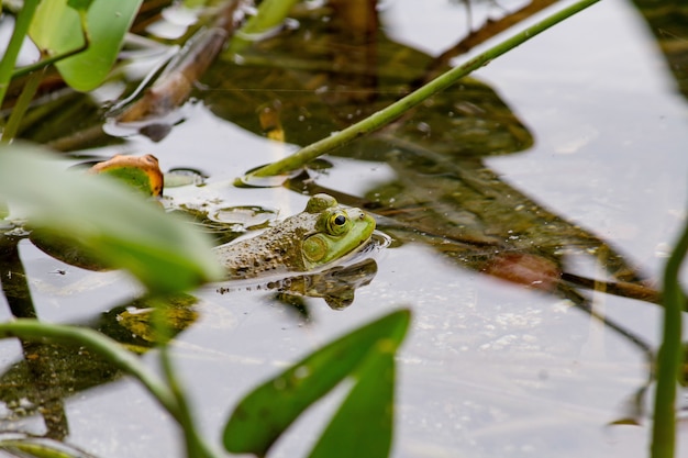 Primer plano de una rana verde nadando en el agua cerca de las plantas