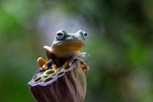 Primer plano de la rana voladora en la rama imagen de primer plano de la rana arborícola de java rhacophorus reinwartii