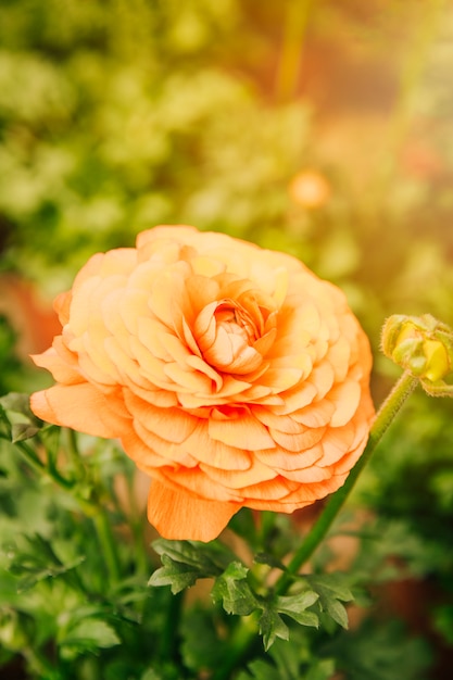 Foto gratuita primer plano de ranúnculo persa una flor de naranja