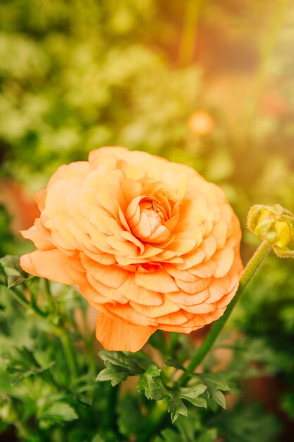 Primer plano de ranúnculo persa una flor de naranja