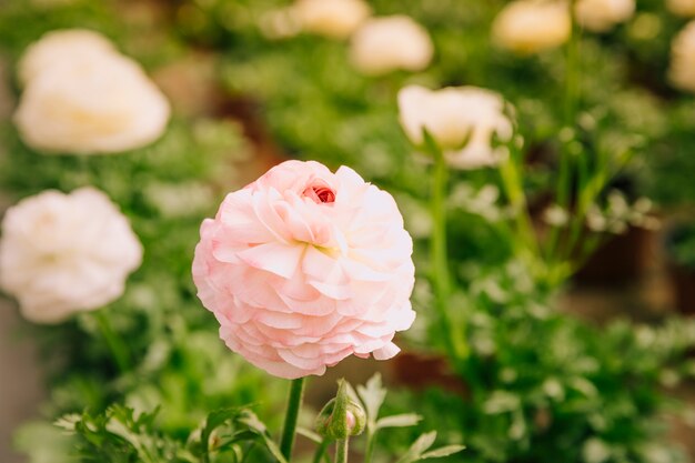 Primer plano de ranunculus rosa en el jardín