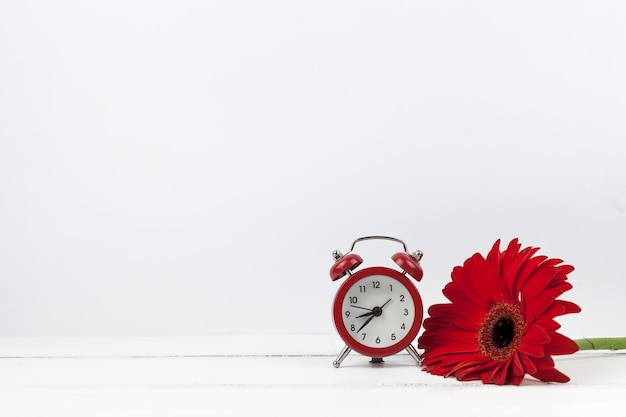 Primer plano de un reloj despertador y flor roja gerbera