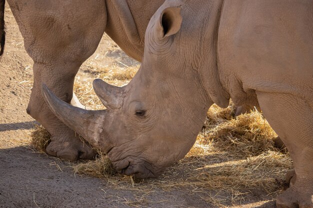 Primer plano de un rinoceronte comiendo heno con una hermosa exhibición de su cuerno y piel con textura