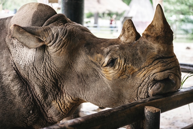 Primer plano de rinoceronte en el zoológico