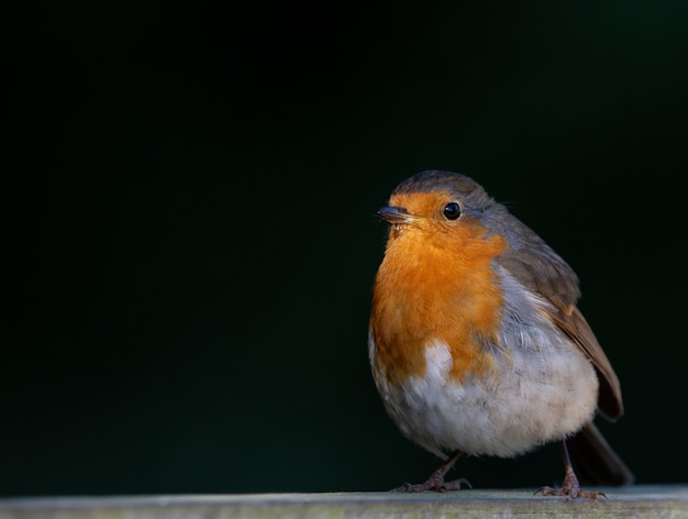 Foto gratuita primer plano de un robin en la pared oscura