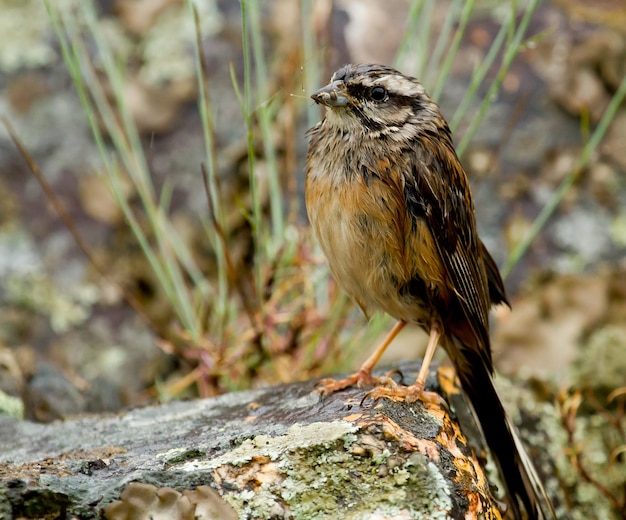 Primer plano de rock bunting encaramado sobre una roca