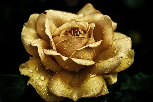 Primer plano de una rosa amarilla cubierta de gotas de rocío