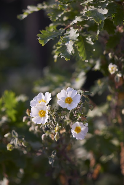 Primer plano de rosa arvensis en un jardín rodeado de vegetación bajo la luz solar con un fondo borroso