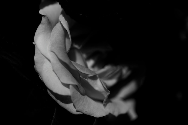 Primer plano de una rosa blanca en la oscuridad