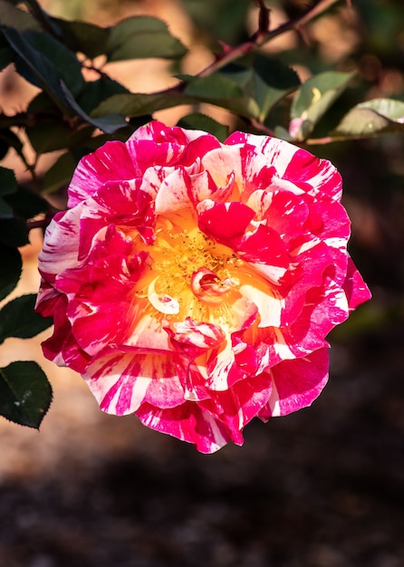 Foto gratuita primer plano de una rosa de hoja perenne bajo la luz del sol