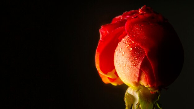 Primer plano rosa roja con gotas de agua