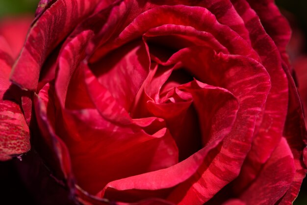 Primer plano de una rosa roja con pétalos imperfectos.