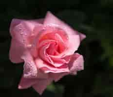 Foto gratuita primer plano de una rosa rosa con gotas de agua sobre ella