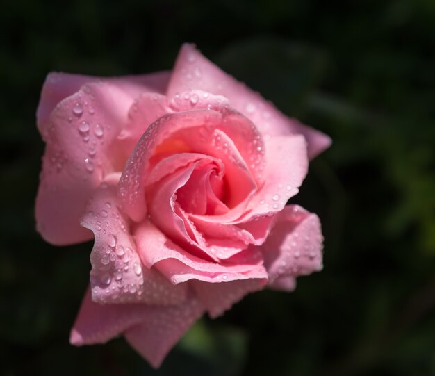 Primer plano de una rosa rosa con gotas de agua sobre ella
