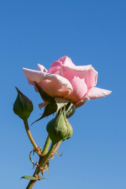 Foto gratuita primer plano rosa rosa en la naturaleza