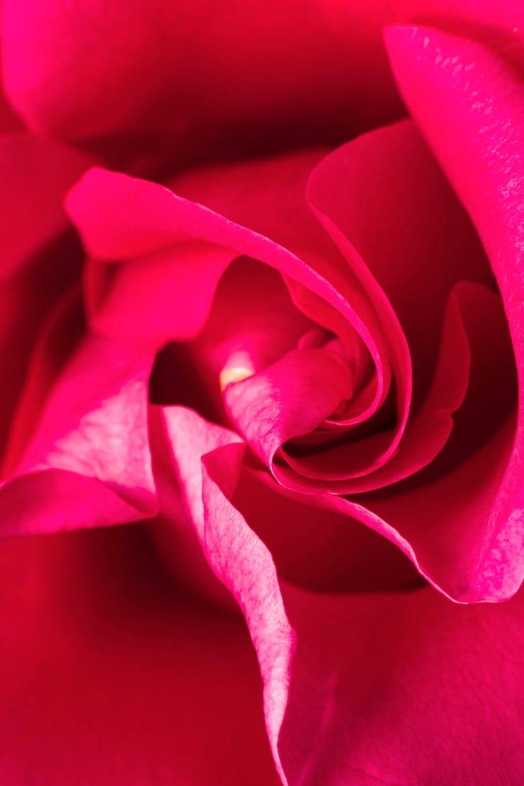 Foto gratuito primer plano, de, rosa