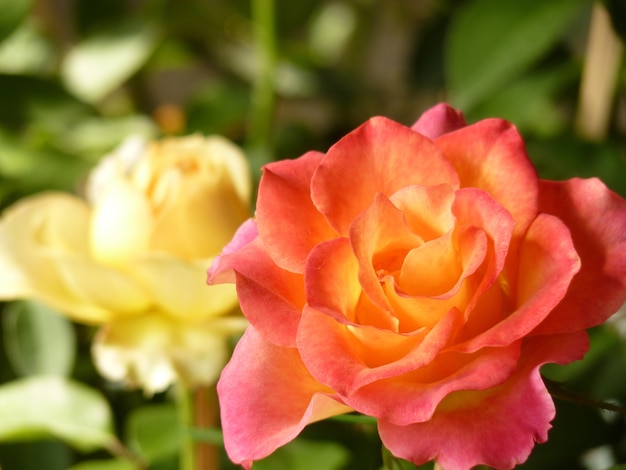 Primer plano de las rosas blancas y rosadas una al lado de la otra