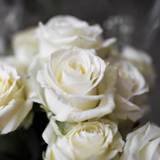 Primer plano de rosas blancas