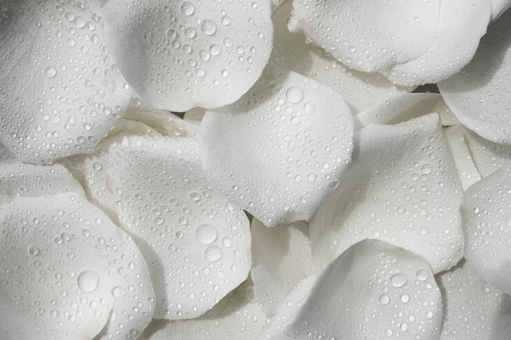 Foto gratuito un primer plano de las rosas blancas