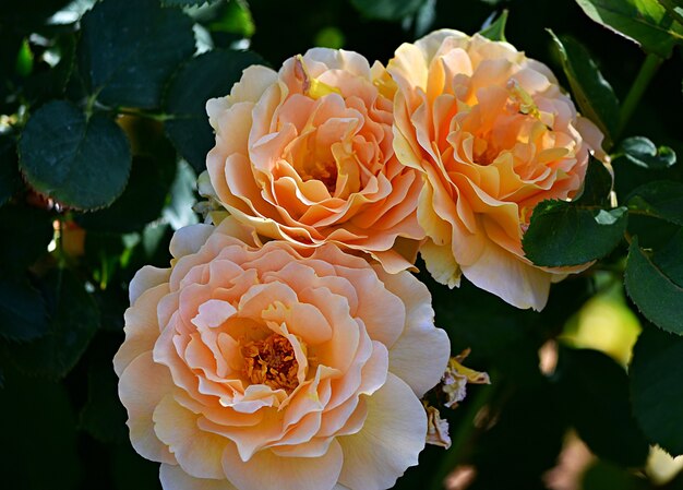 Primer plano de rosas de hoja perenne en un jardín bajo la luz del sol