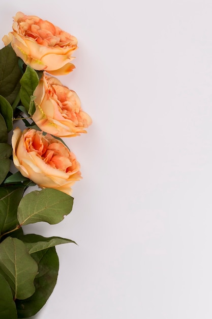 Primer plano de rosas naranjas en blanco