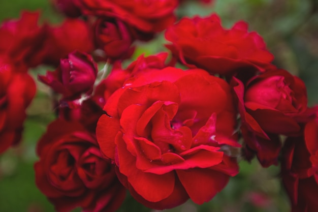 Primer plano de rosas rojas en la planta