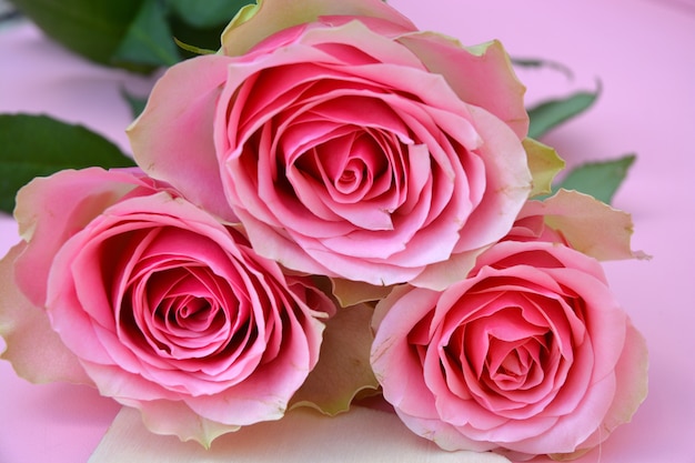 Primer plano de rosas rosadas sobre una superficie rosada