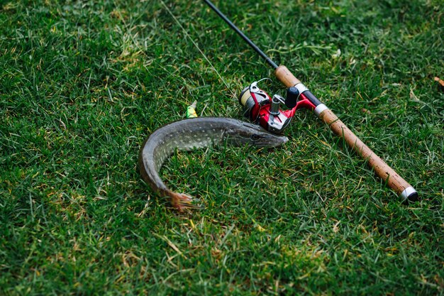 Primer plano de la ruta de pesca y pescado recién capturado en la hierba verde