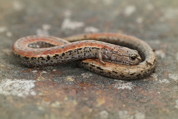 Foto gratuito primer plano de una salamandra delgada de california entre fondo borroso