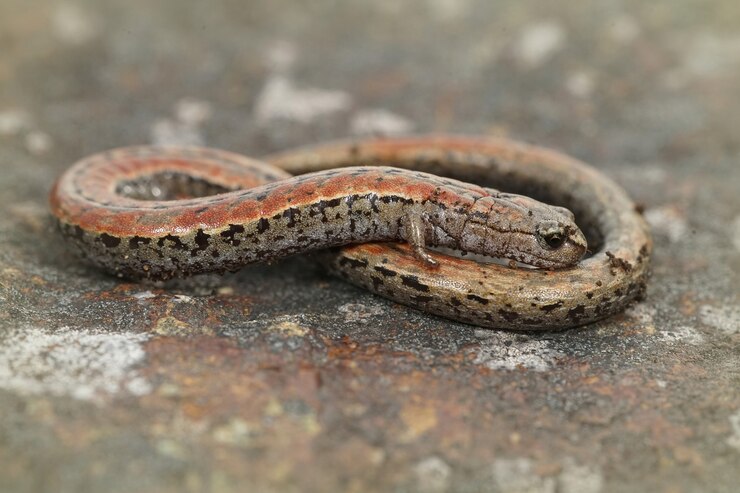 Foto gratuito primer plano de una salamandra delgada de california entre fondo borroso